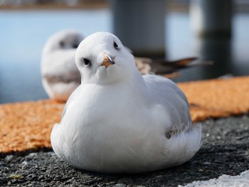 Black-headed Gull 浜名湖佐久米駅(静岡県) Tue, 12/12/2023