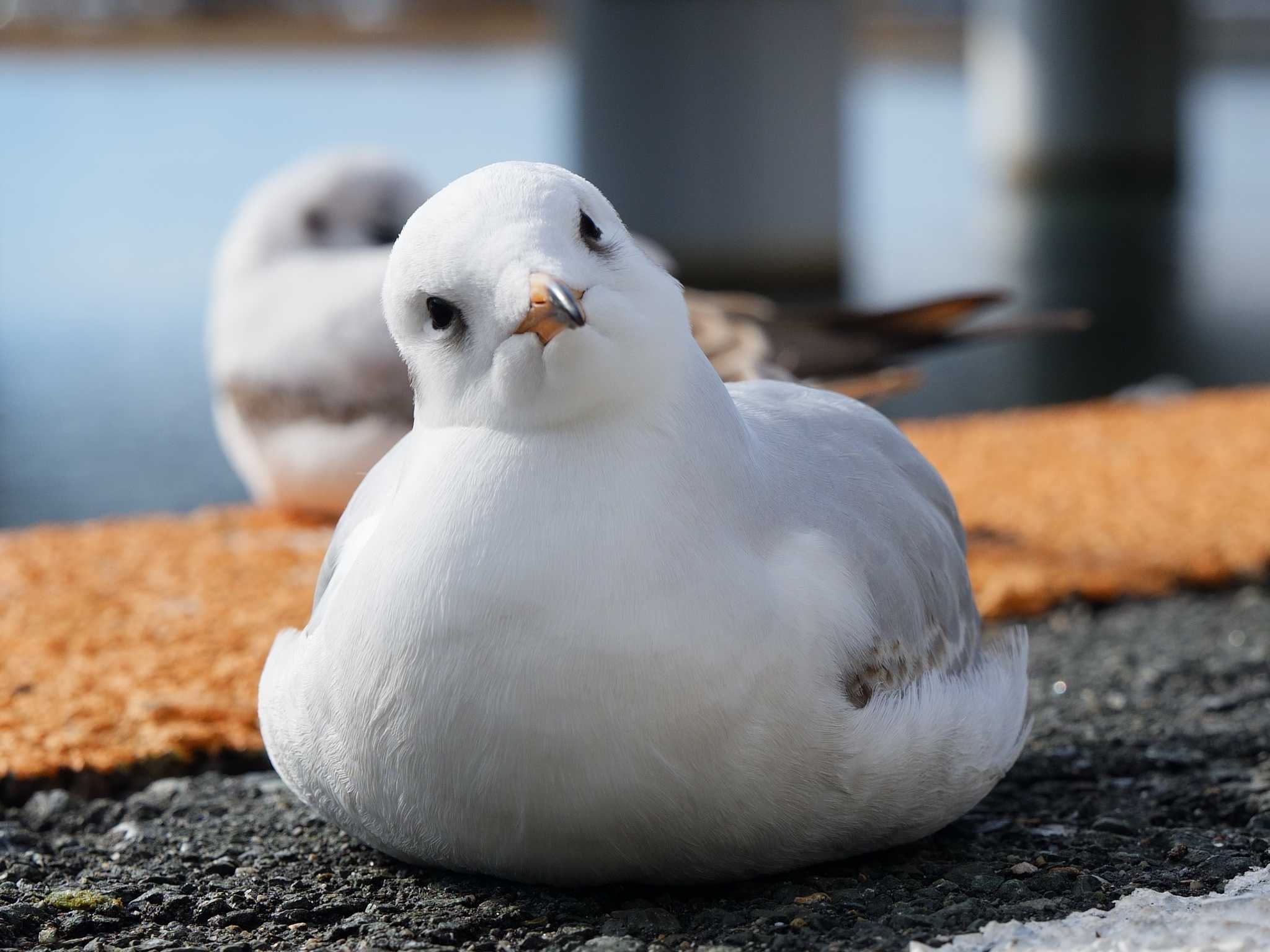 Photo of Black-headed Gull at 浜名湖佐久米駅(静岡県) by ヒラメちゃん