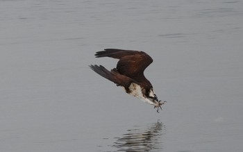 Fri, 2/2/2024 Birding report at 大和川河口