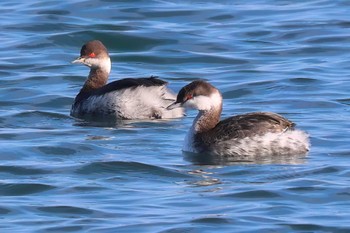 Horned Grebe 富士川河口 Thu, 2/1/2024