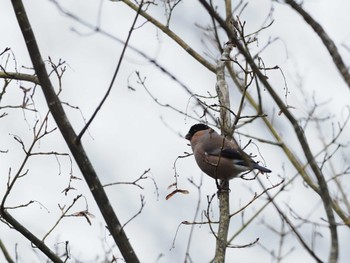 Eurasian Bullfinch(rosacea) 丸火自然公園 Fri, 2/2/2024