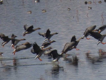 Tundra Bean Goose Izunuma Wed, 1/31/2024