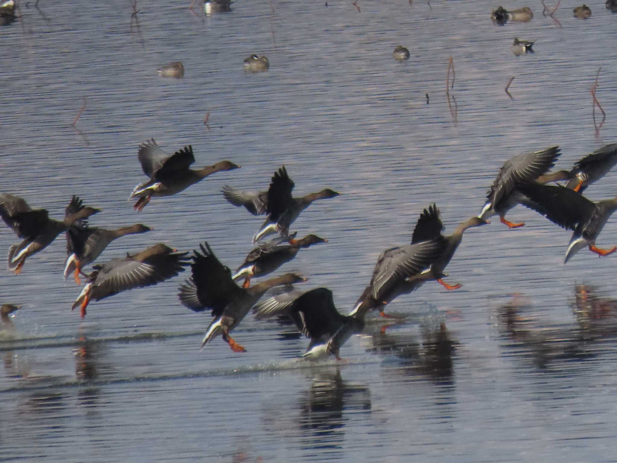 Tundra Bean Goose