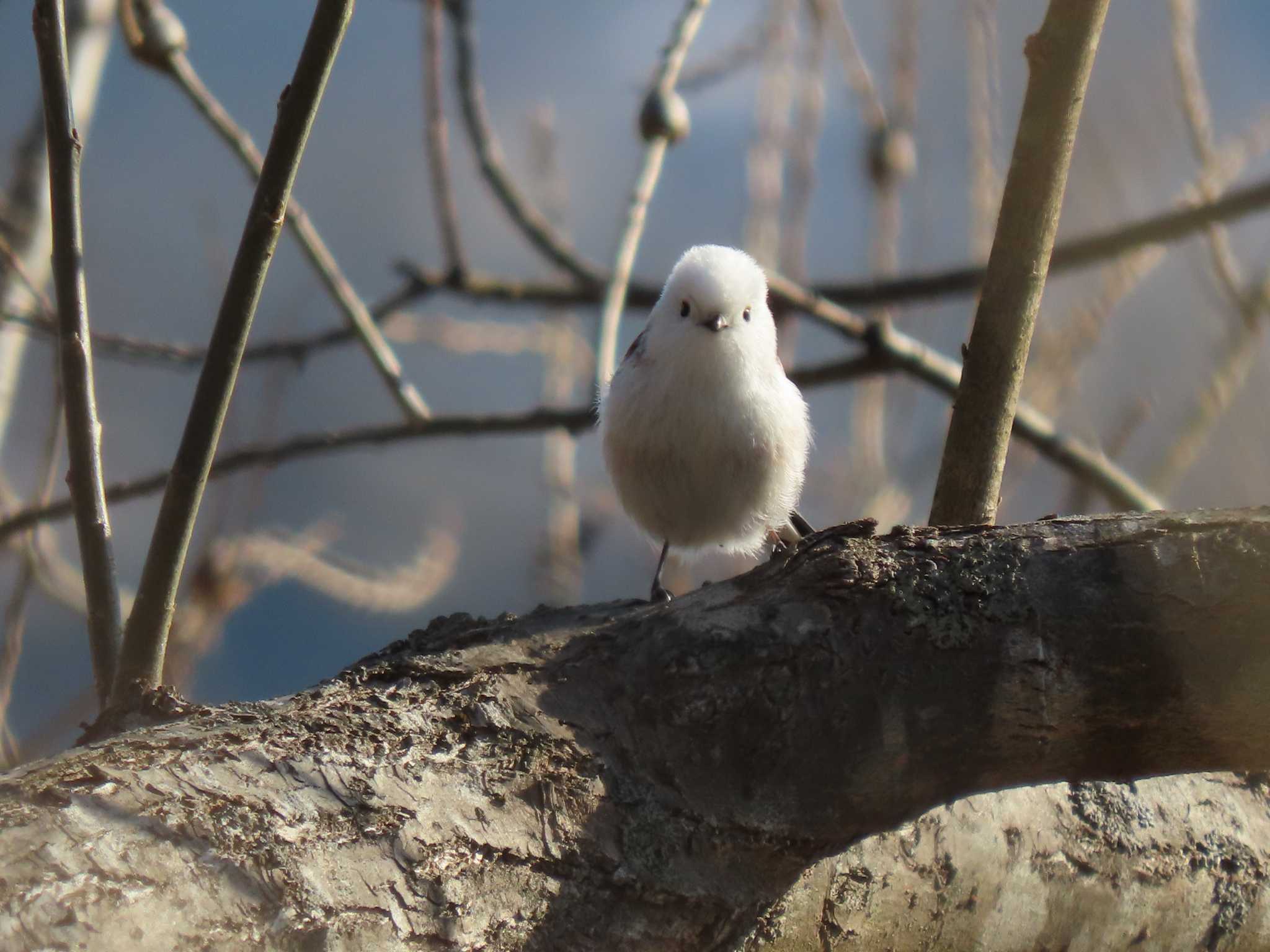 Long-tailed tit(japonicus)