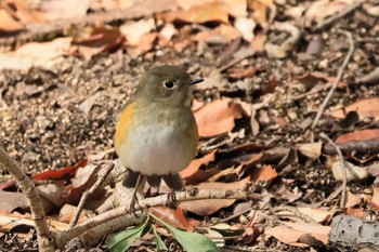 ルリビタキ 甲山森林公園 2024年2月2日(金)