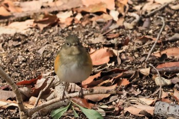 Red-flanked Bluetail 甲山森林公園 Fri, 2/2/2024