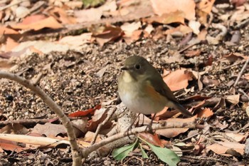 Red-flanked Bluetail 甲山森林公園 Fri, 2/2/2024