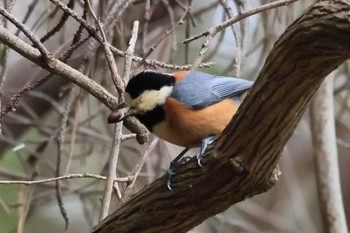 Varied Tit 甲山森林公園 Fri, 2/2/2024