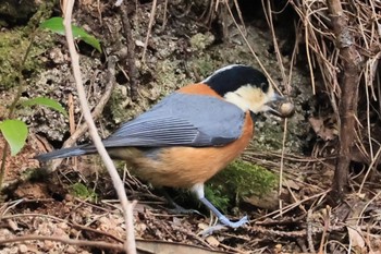 Varied Tit 甲山森林公園 Fri, 2/2/2024