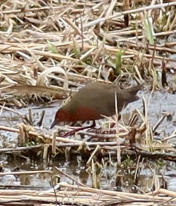 2024年2月2日(金) 長津川ふれあい広場の野鳥観察記録