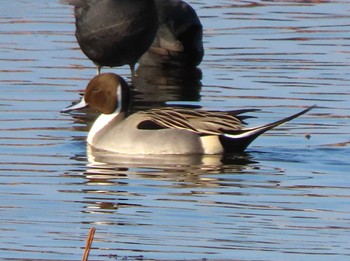 Northern Pintail 城沼 Sat, 12/30/2023