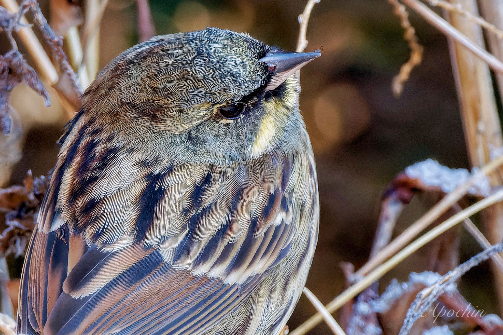 Photo of Masked Bunting at 大町自然観察園 by アポちん