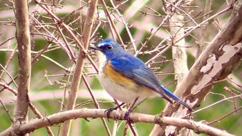 Red-flanked Bluetail 房総のむら Sun, 1/28/2024