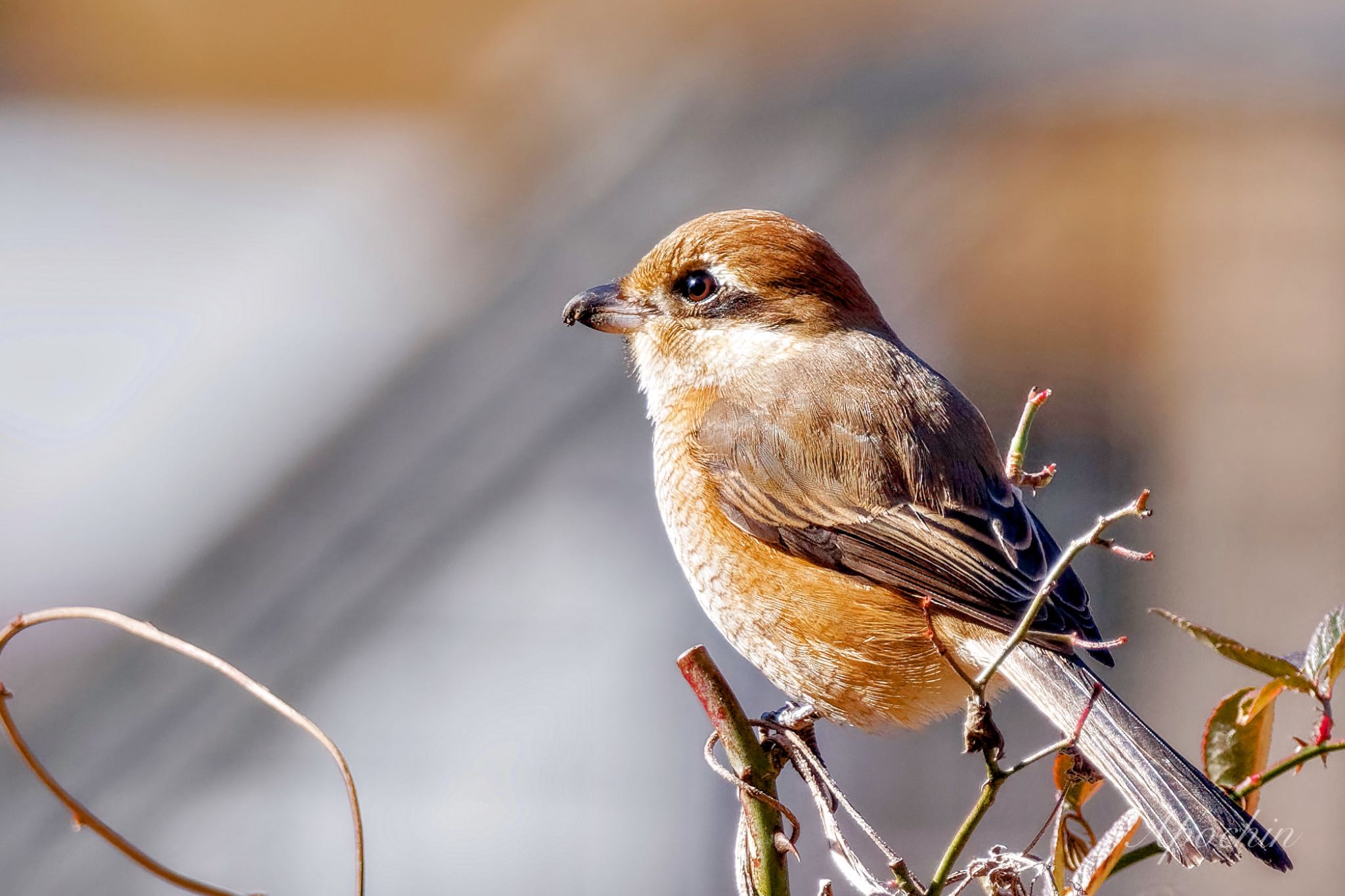 Photo of Bull-headed Shrike at 大町自然観察園 by アポちん