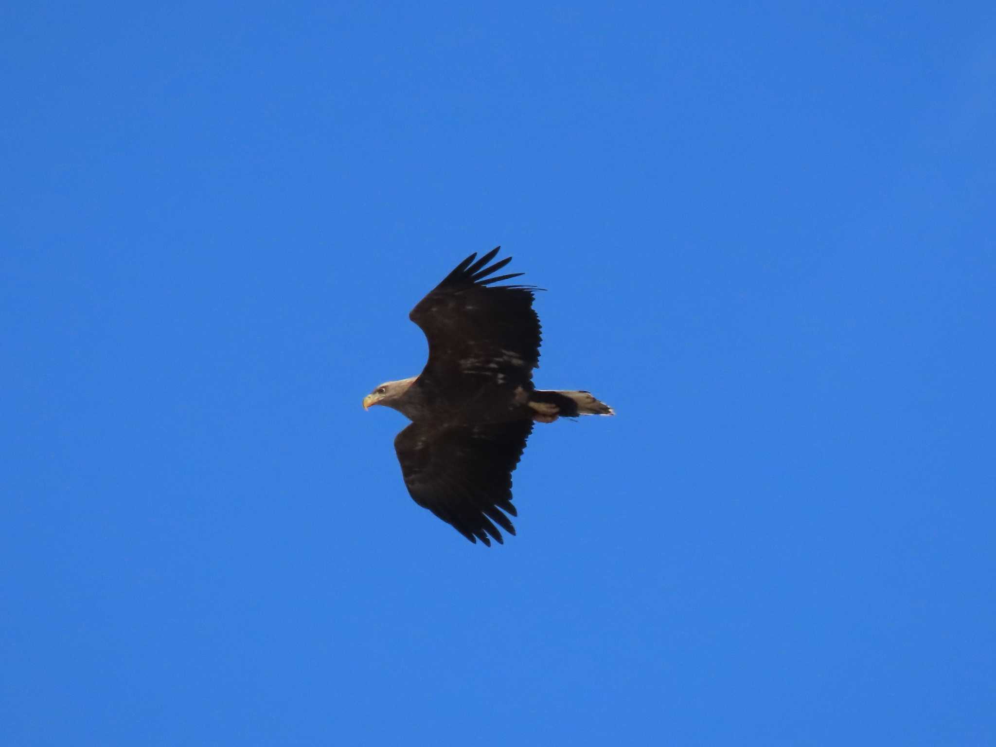 White-tailed Eagle