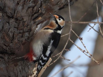 Great Spotted Woodpecker(japonicus) Makomanai Park Fri, 2/2/2024