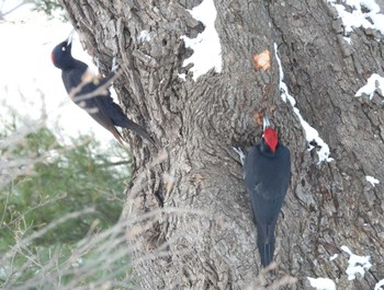 Black Woodpecker Makomanai Park Fri, 2/2/2024