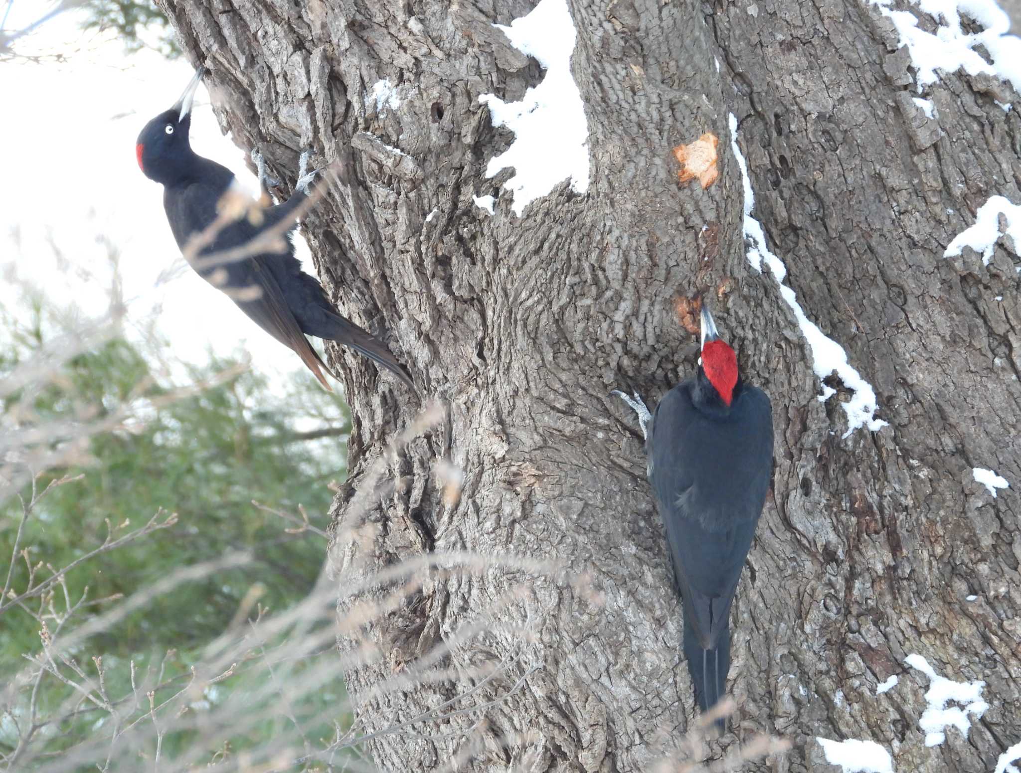 Photo of Black Woodpecker at Makomanai Park by アカウント6488
