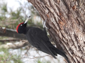 Black Woodpecker Makomanai Park Fri, 2/2/2024