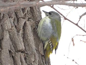 Grey-headed Woodpecker Makomanai Park Fri, 2/2/2024