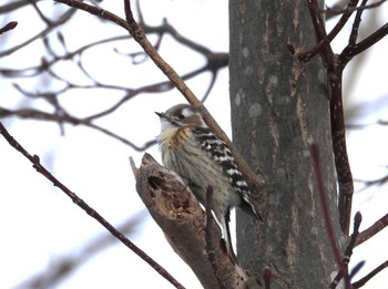 Japanese Pygmy Woodpecker(seebohmi) Makomanai Park Fri, 2/2/2024