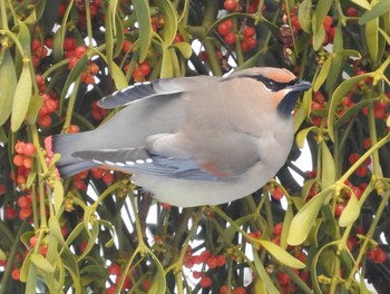 Japanese Waxwing Makomanai Park Fri, 2/2/2024