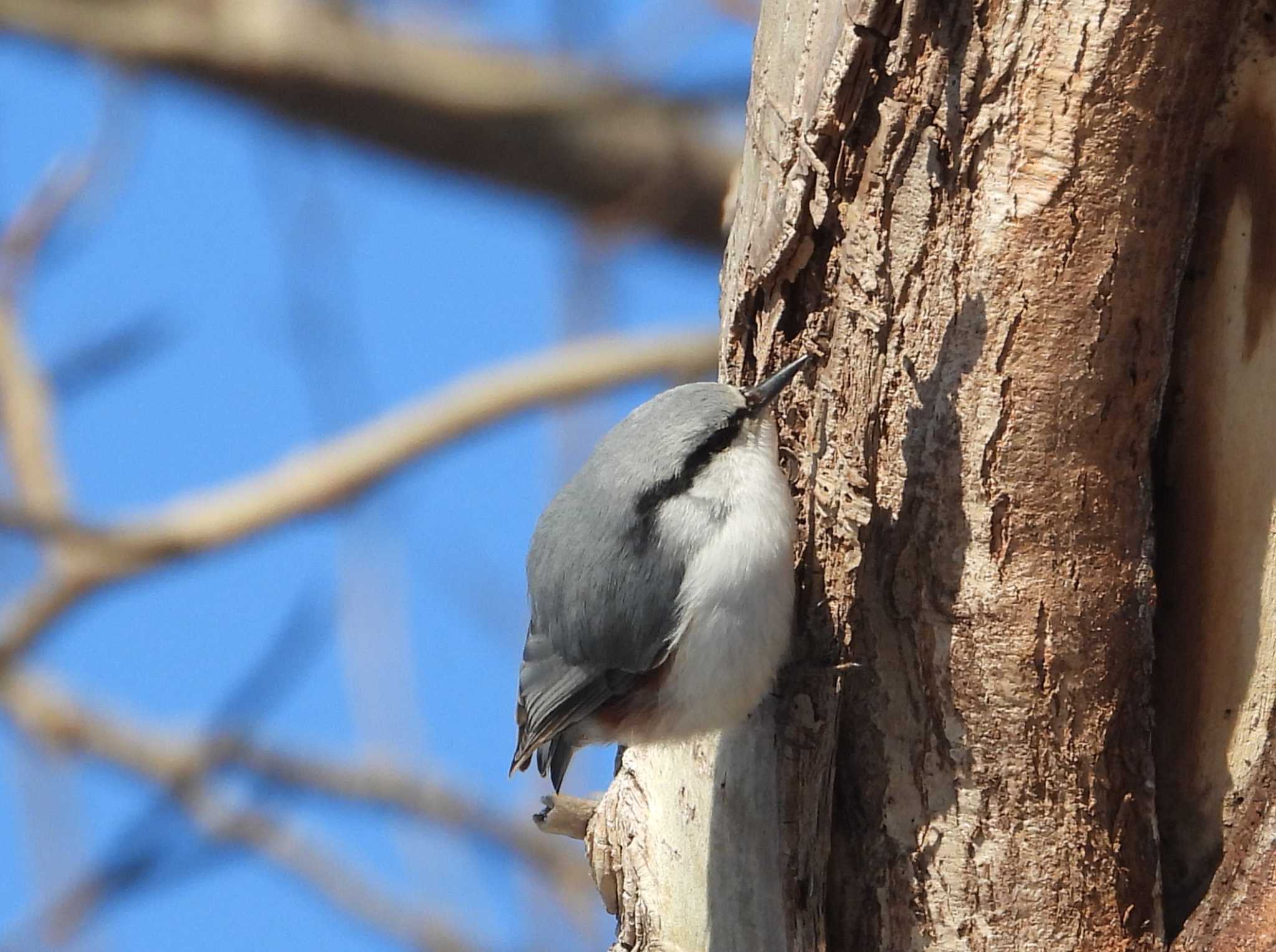 Photo of Eurasian Nuthatch(asiatica) at Makomanai Park by アカウント6488