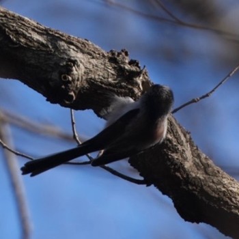 Long-tailed Tit 観音山野鳥の森 Thu, 2/1/2024