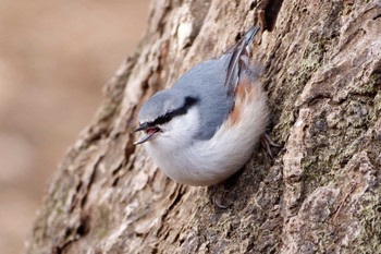 ゴジュウカラ 東京都立小金井公園 2024年1月28日(日)