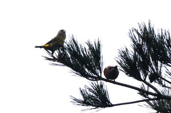 Red Crossbill 六甲山 Wed, 1/31/2024