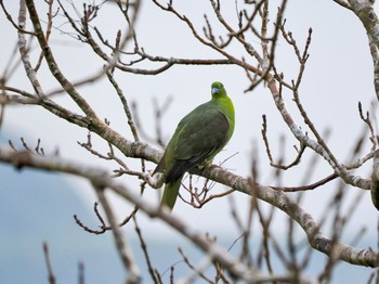 Ryukyu Green Pigeon Amami Island(General) Sat, 1/20/2024