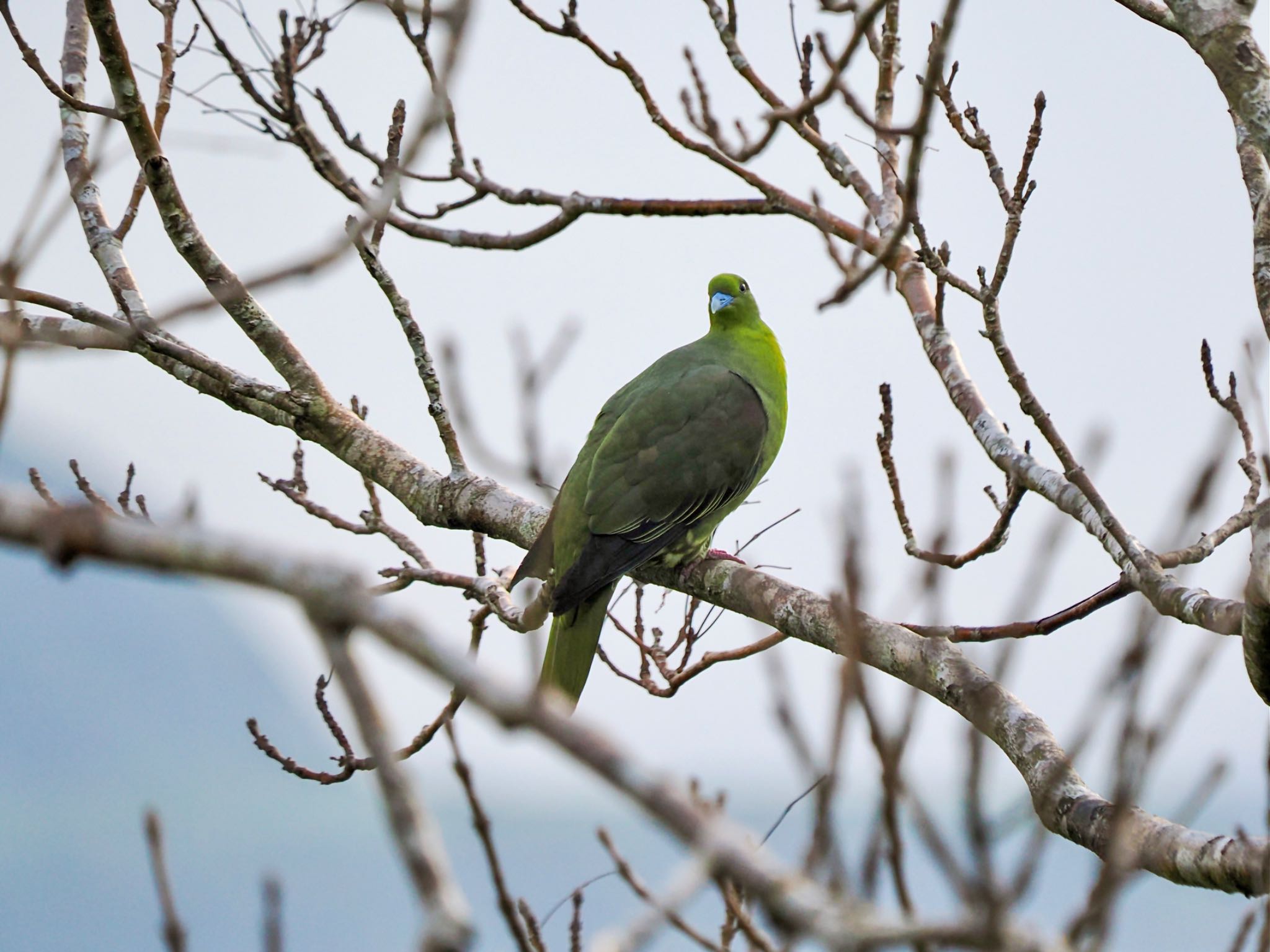 海を見下ろす枝にとまっていた　特徴的な鳴き声が森からよく聞こえてきた by クロやん