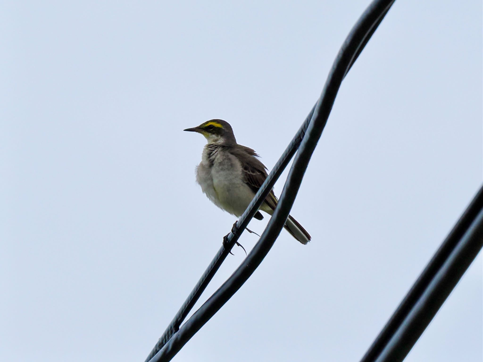 Eastern Yellow Wagtail