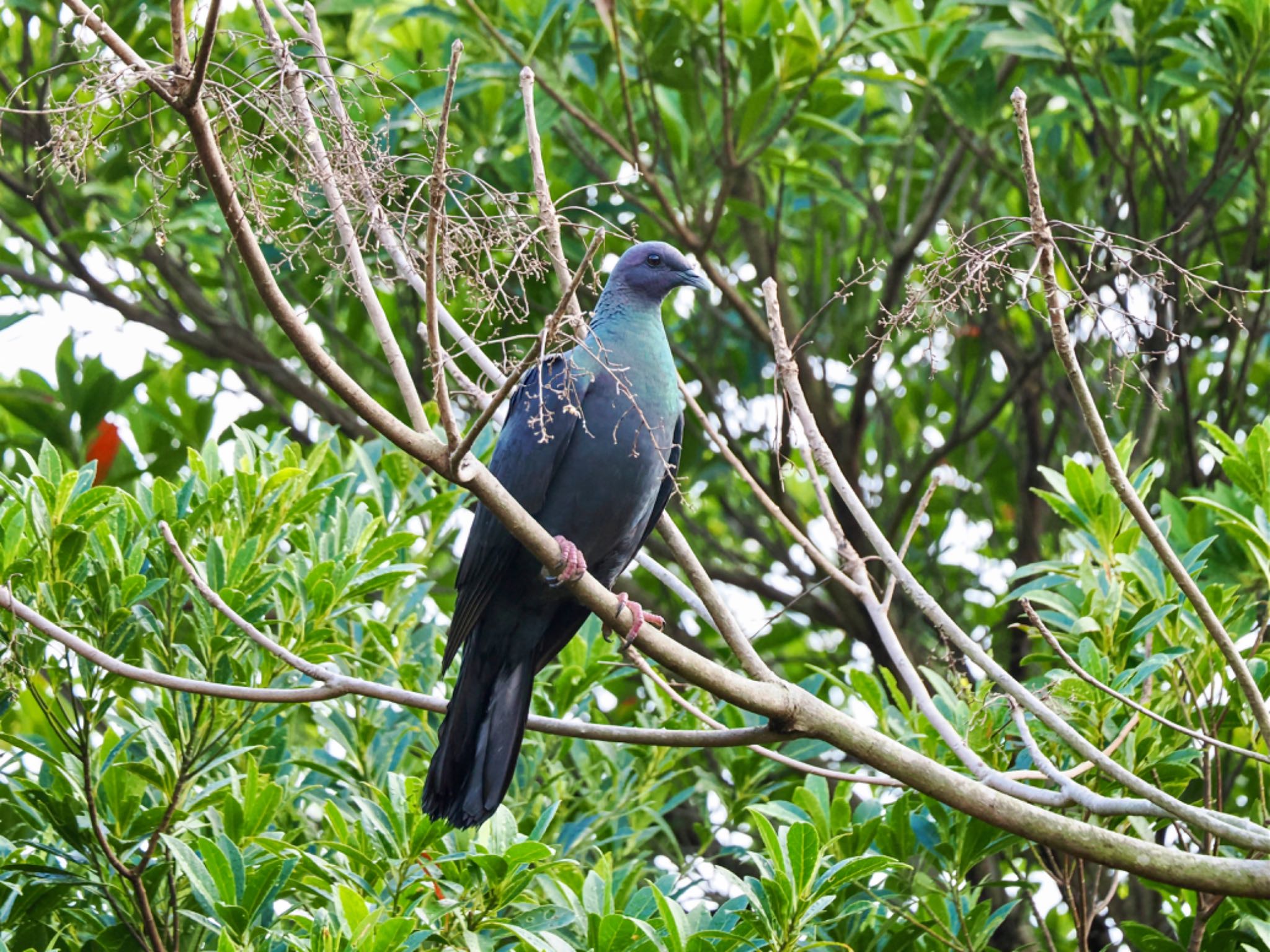 Black Wood Pigeon