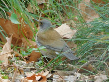 2024年2月2日(金) 日比谷公園の野鳥観察記録