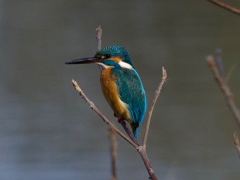 Common Kingfisher 洞峰公園 Thu, 2/1/2024