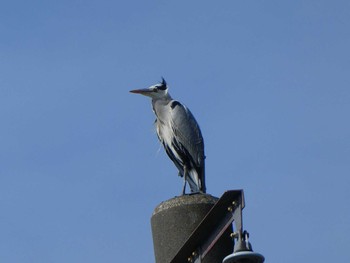 Sat, 11/17/2018 Birding report at 恩田川(高瀬橋付近)