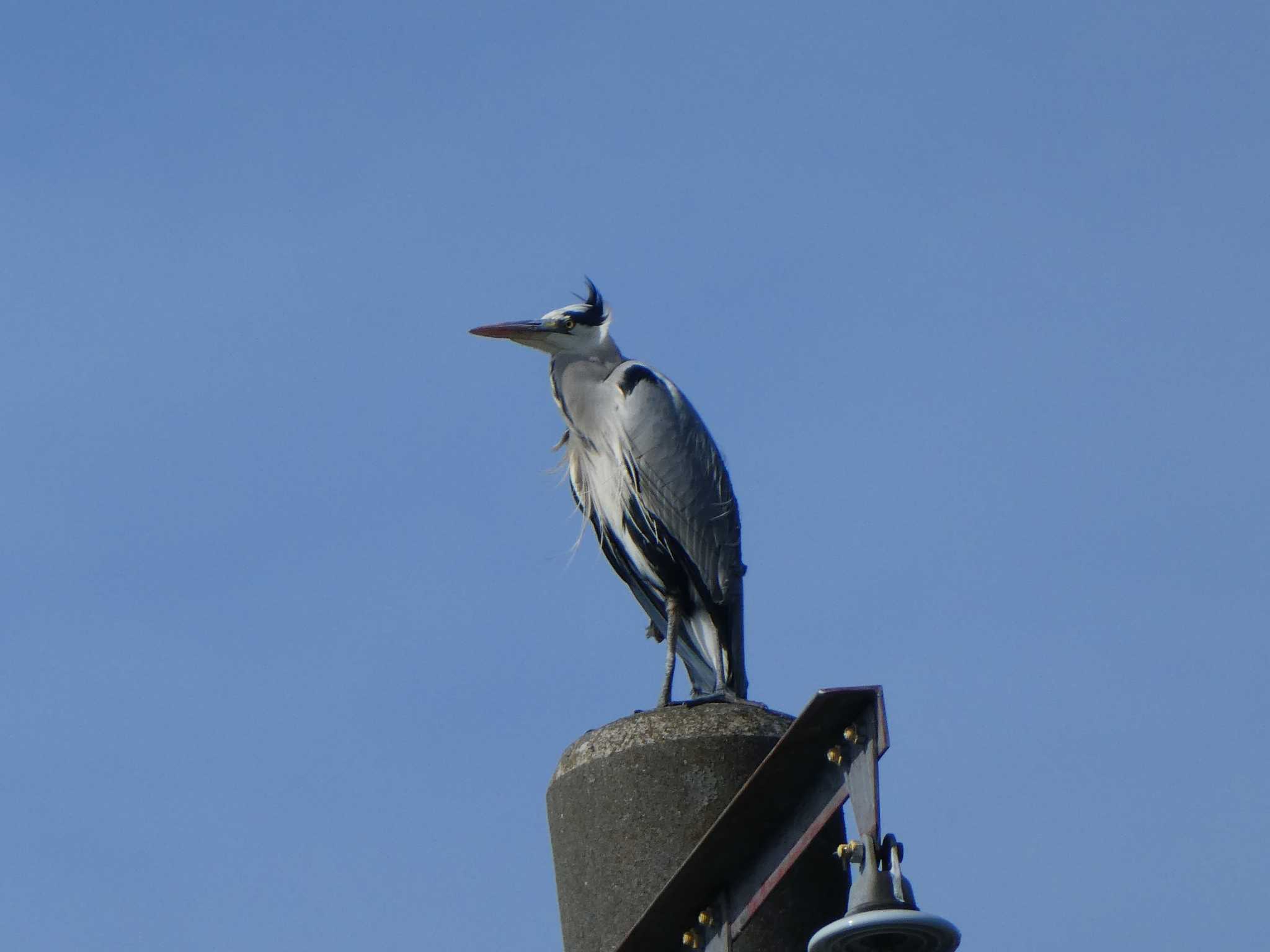 Grey Heron