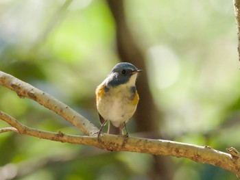 Red-flanked Bluetail 洞峰公園 Thu, 2/1/2024