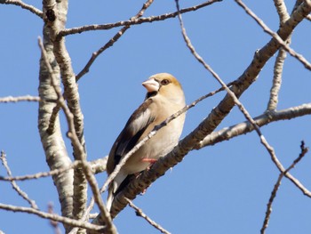 Hawfinch 洞峰公園 Thu, 2/1/2024