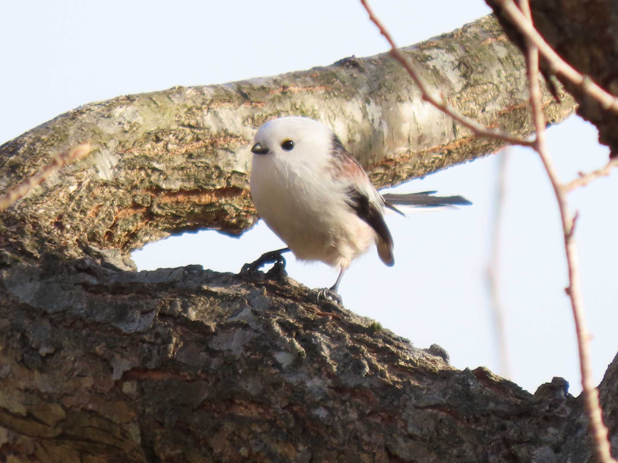 Long-tailed tit(japonicus)