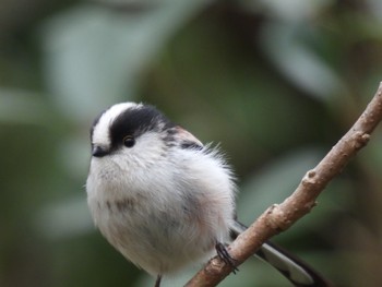 2024年2月2日(金) 祖父江ワイルドネイチャー緑地の野鳥観察記録