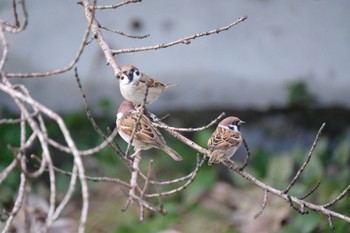 Eurasian Tree Sparrow 源兵衛川 Sat, 11/18/2023