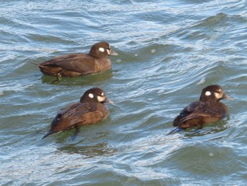 Harlequin Duck 石狩川河口 Sat, 1/27/2024