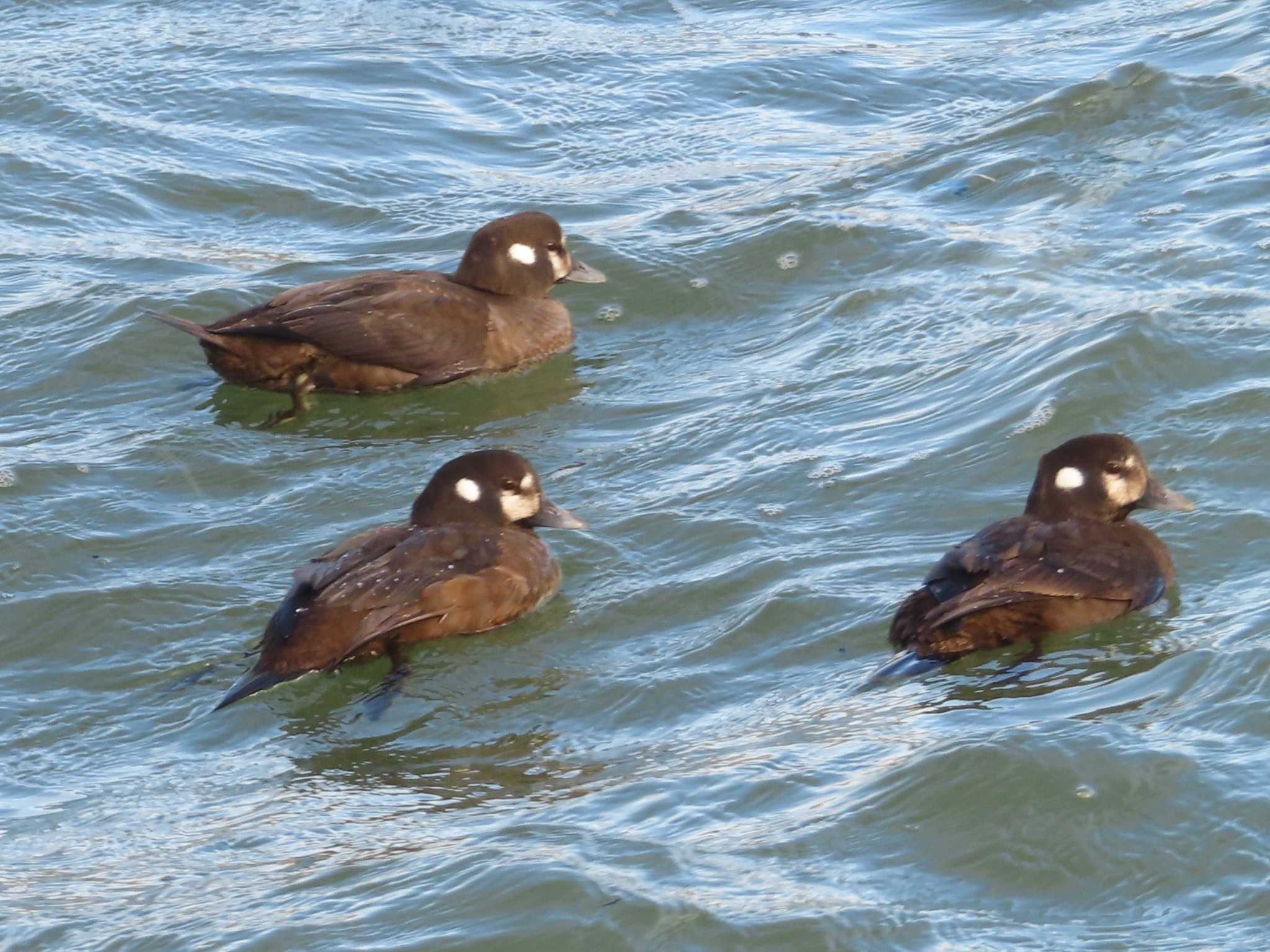 Harlequin Duck