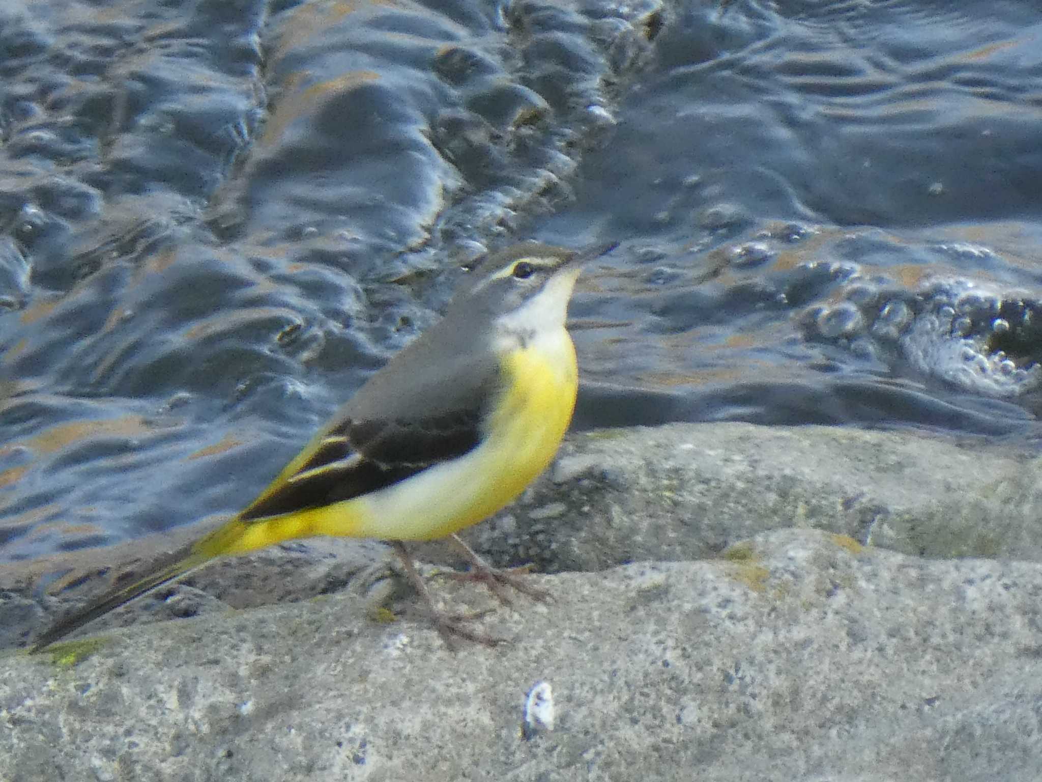 Grey Wagtail