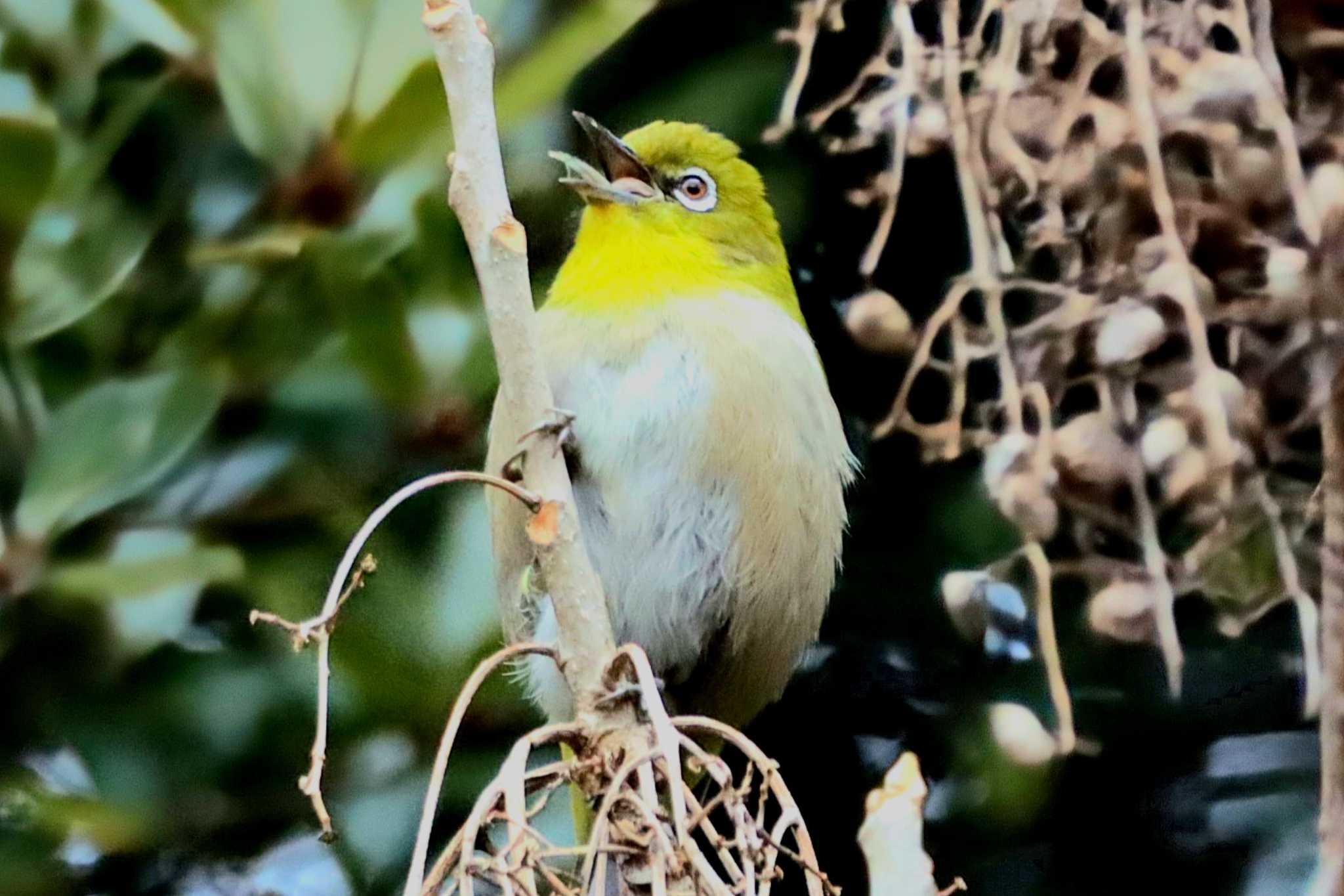 Photo of Warbling White-eye at Tokyo Port Wild Bird Park by Kudo0927