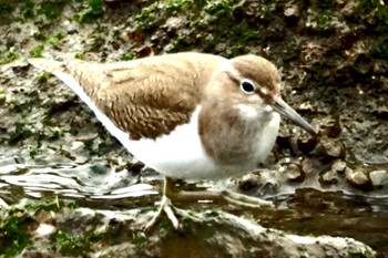 Common Sandpiper Tokyo Port Wild Bird Park Sun, 1/28/2024