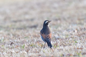 ツグミ 長浜公園 2024年2月1日(木)