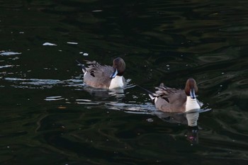 オナガガモ 長浜公園 2024年2月1日(木)